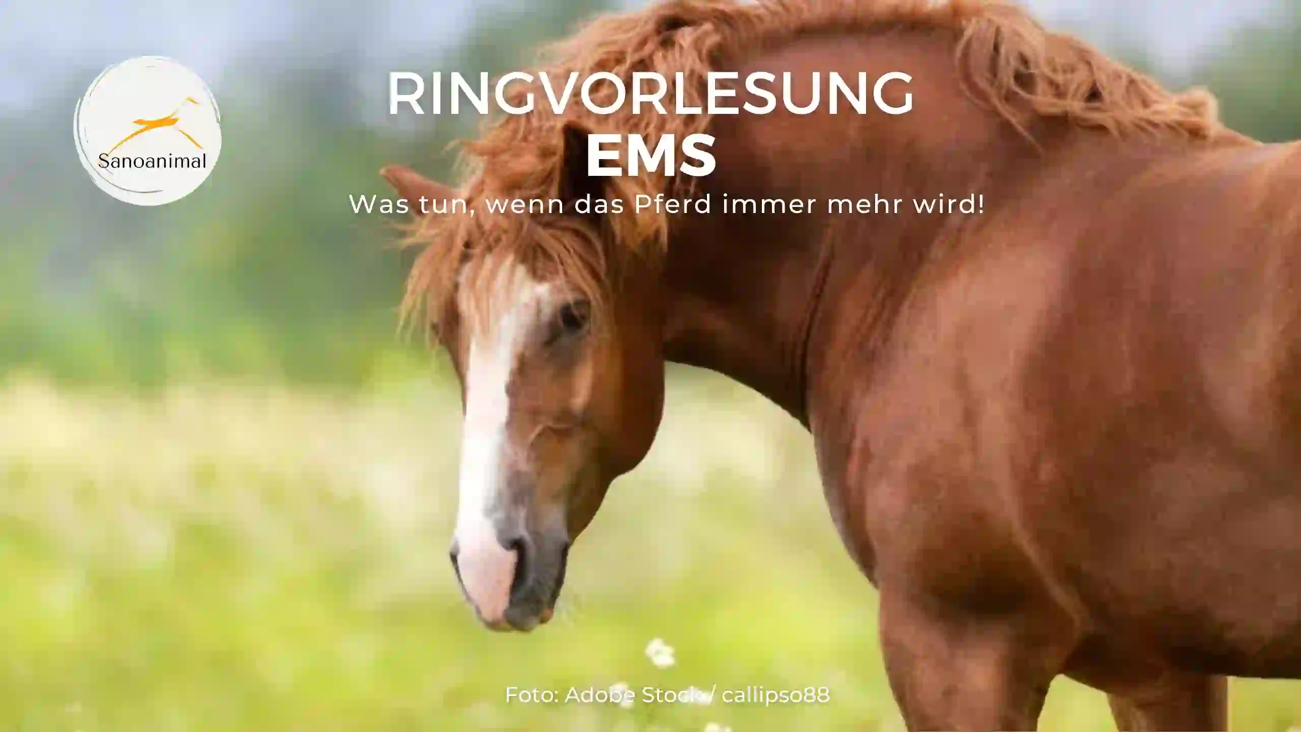 Ringvorlesung EMS – Was tun, wenn das Pferd immer mehr wird!