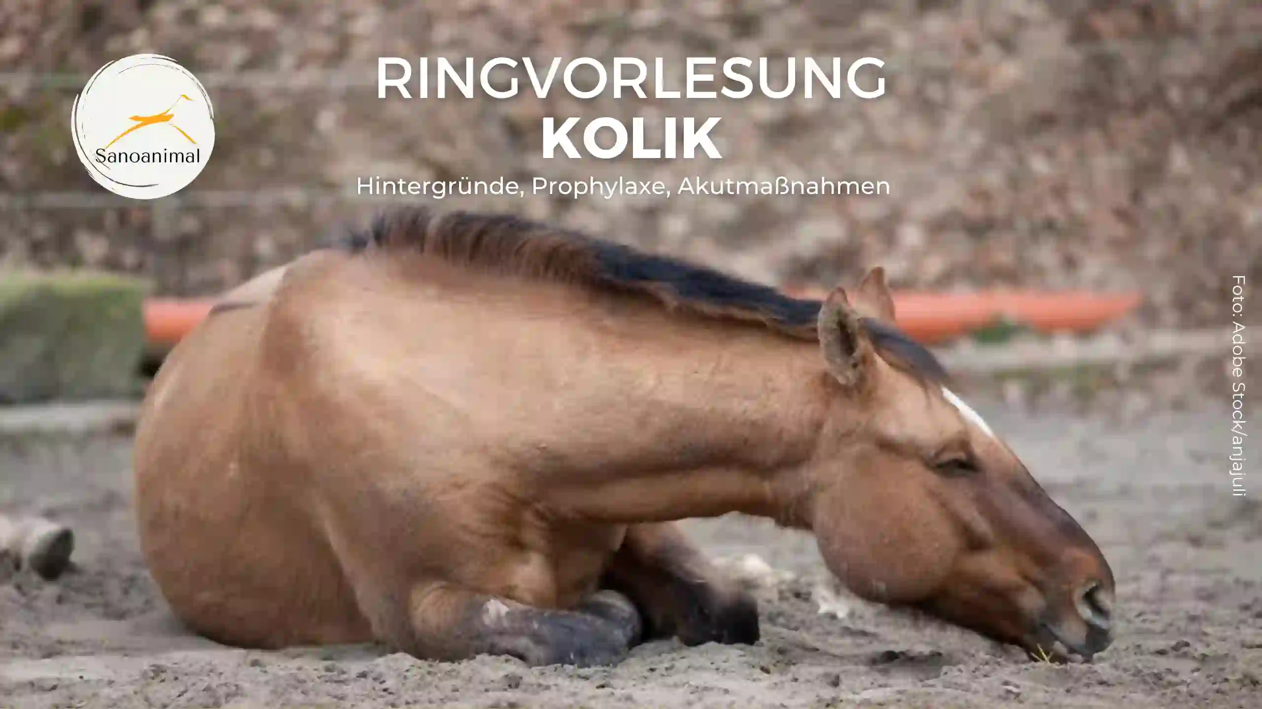 Ringvorlesung Kolik – Hintergründe, Prophylaxe, Akutmaßnahmen