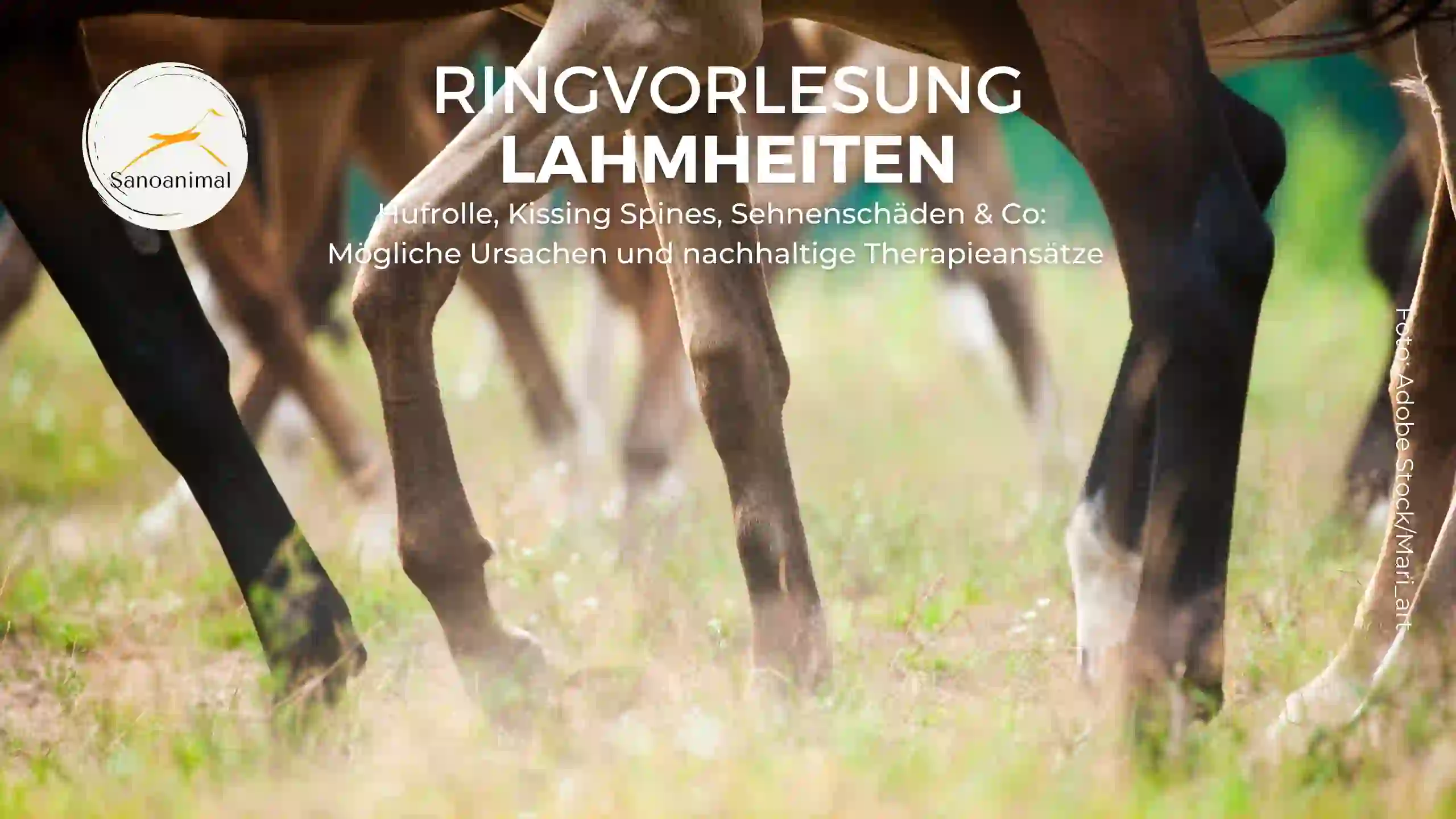 Ringvorlesung Lahmheiten – Hufrolle, Kissing Spines, Sehnenschäden & Co: Mögliche Ursachen und nachhaltige Therapieansätze