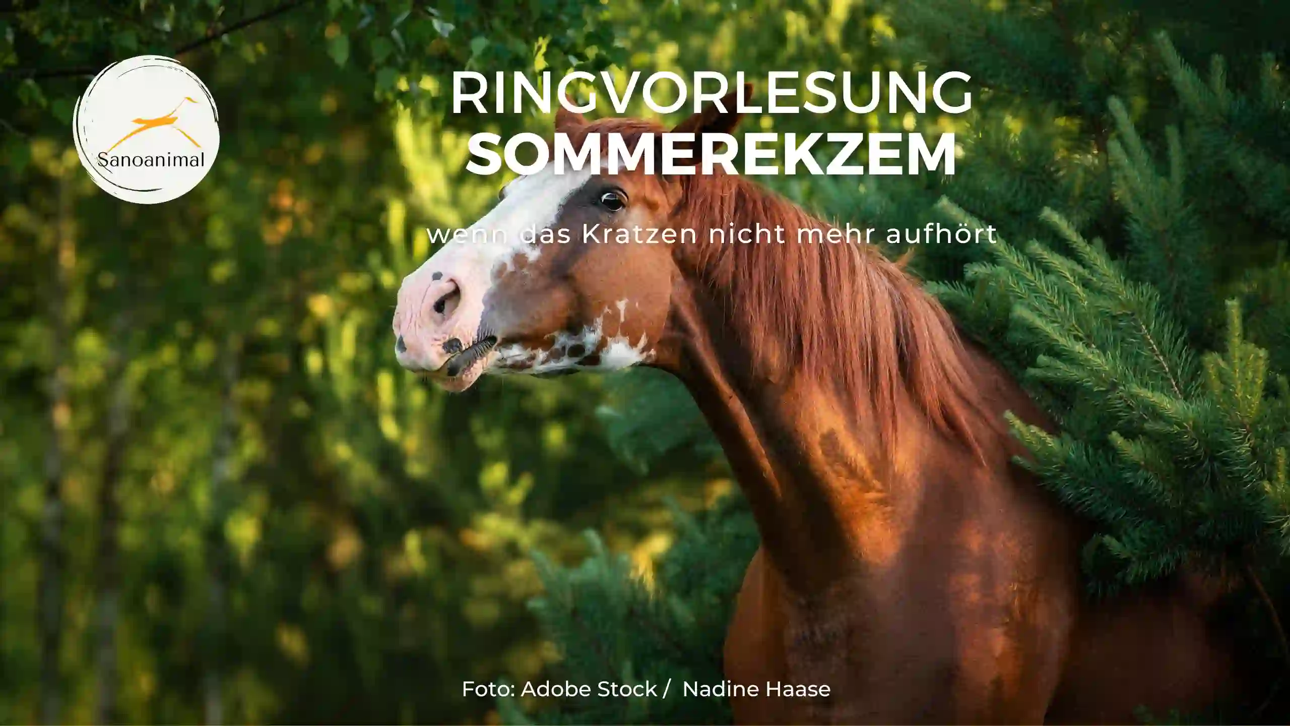 Sommerekzem - wenn das Kratzen nicht mehr aufhört