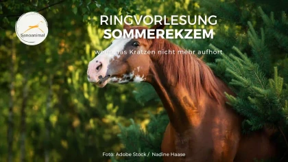 Ringvorlesung Sommerekzem – wenn das Kratzen nicht mehr aufhört