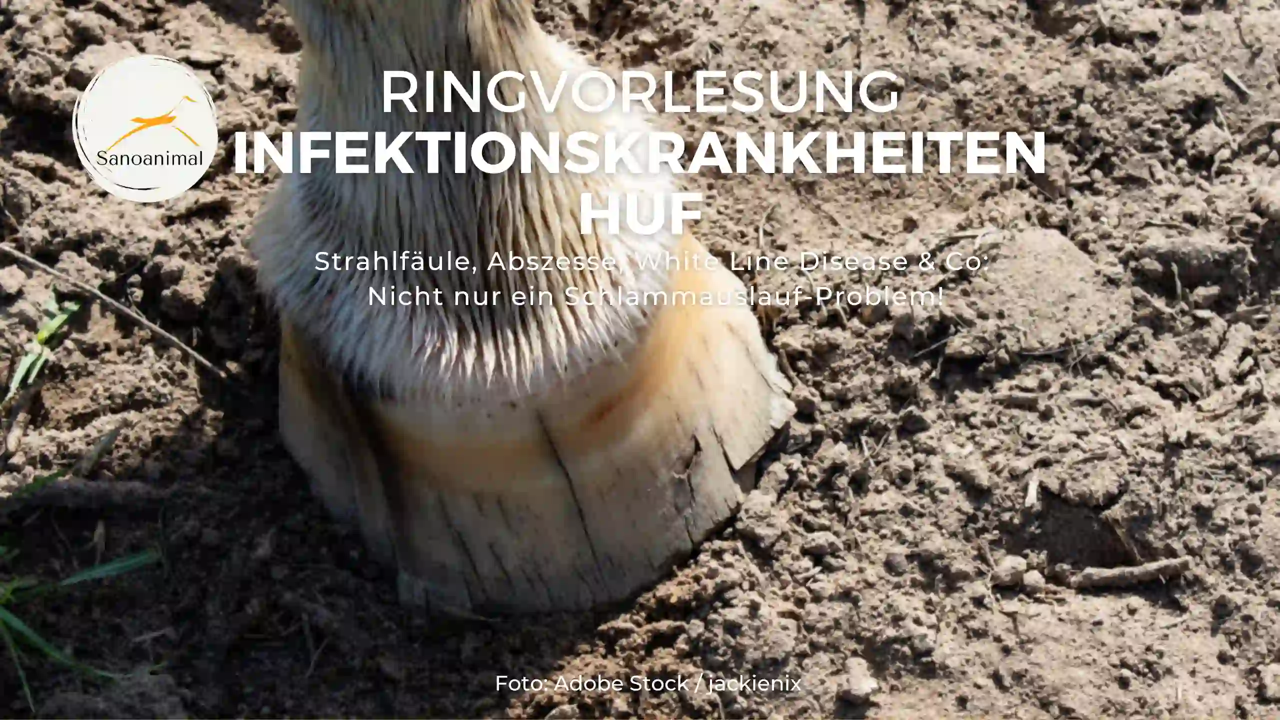 Ringvorlesung Hufinfektionskrankheiten – Strahlfäule, Abszesse, White Line Disease &amp; Co: Nicht nur ein Schlammauslauf-Problem!