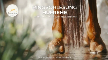 Ringvorlesung Hufrehe – nicht nur eine Frühlingskrankheit