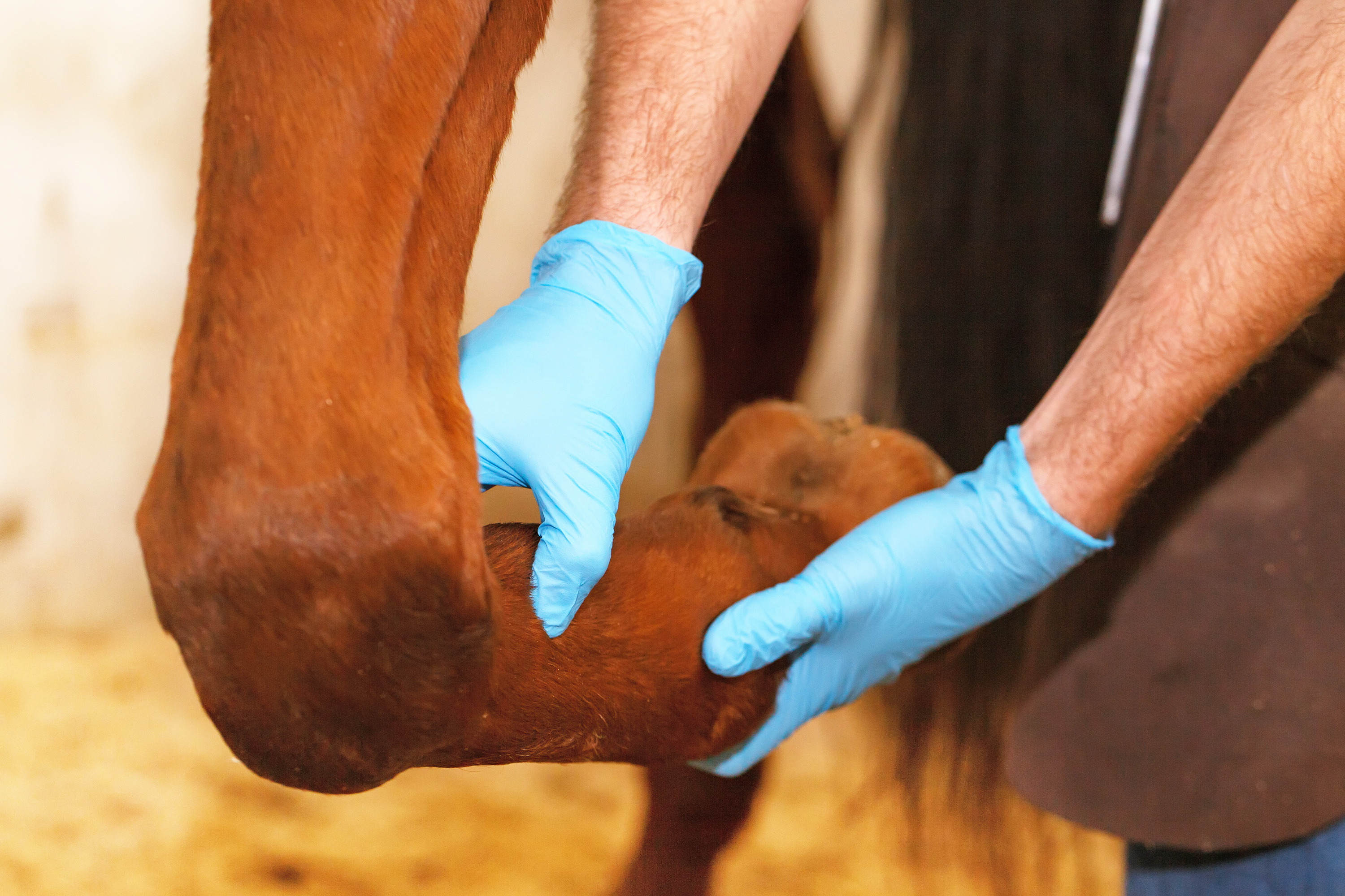 Tierarzt mit blauen Handschuhen untersucht die Sehne eines Pferdes am gebeugten Vorderbein