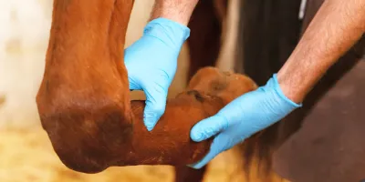 Tierarzt mit blauen Handschuhen untersucht die Sehne eines Pferdes am gebeugten Vorderbein