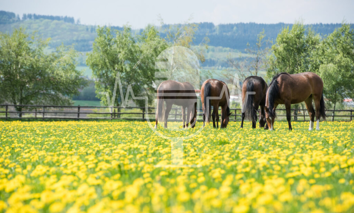Pferde auf der Frühlingswiese