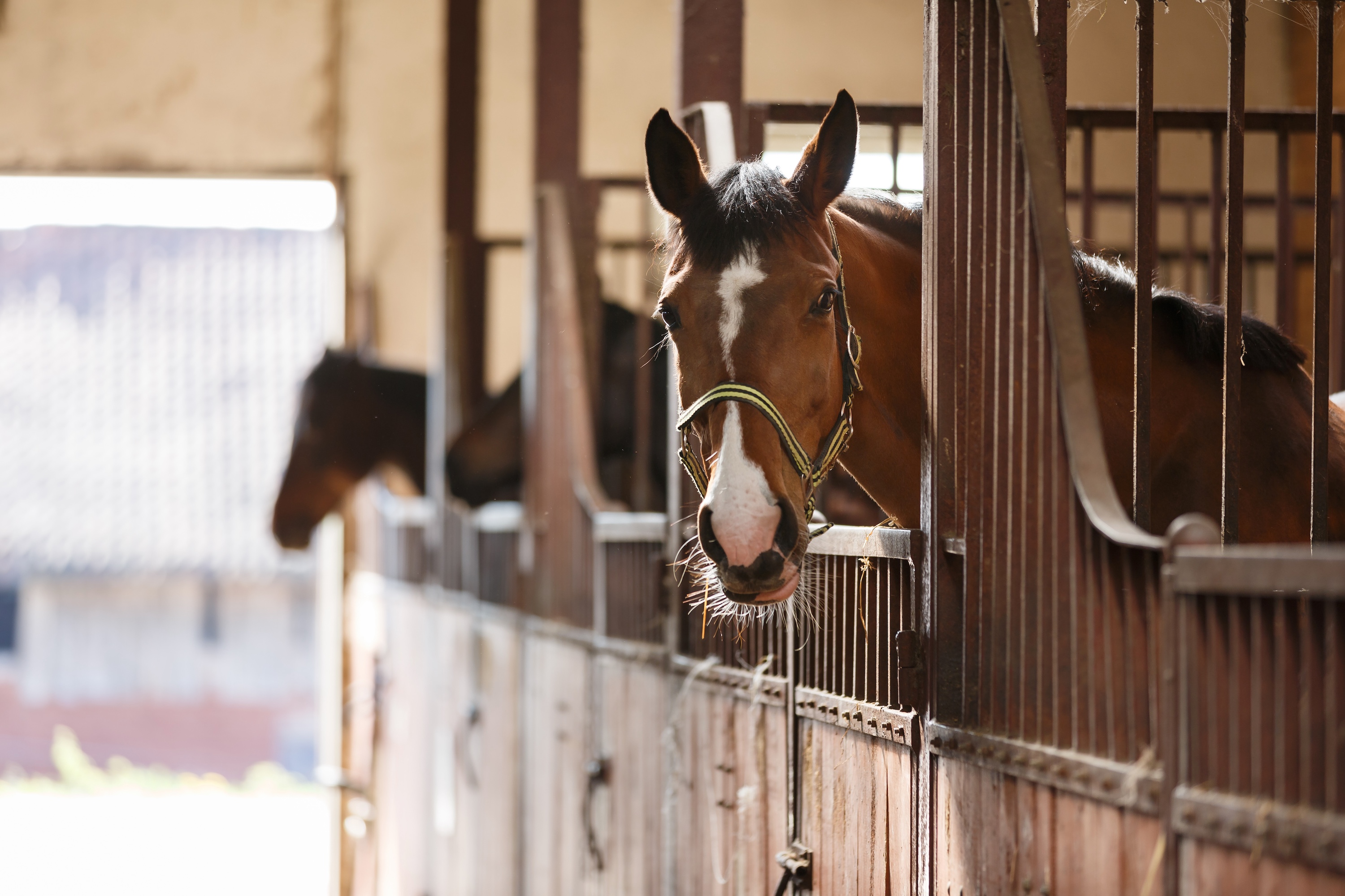 braunes pferd mit Blesse und gelben Halfter schaut aus einer Box