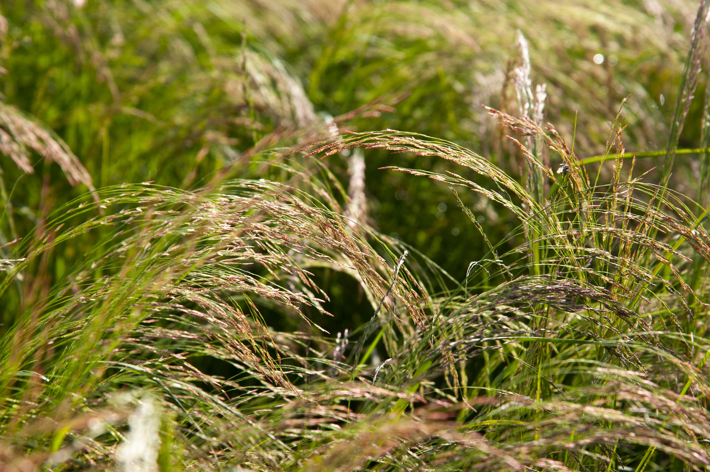 Nahaufnahme Teff im Anbau