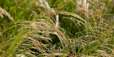 Nahaufnahme Teff im Anbau