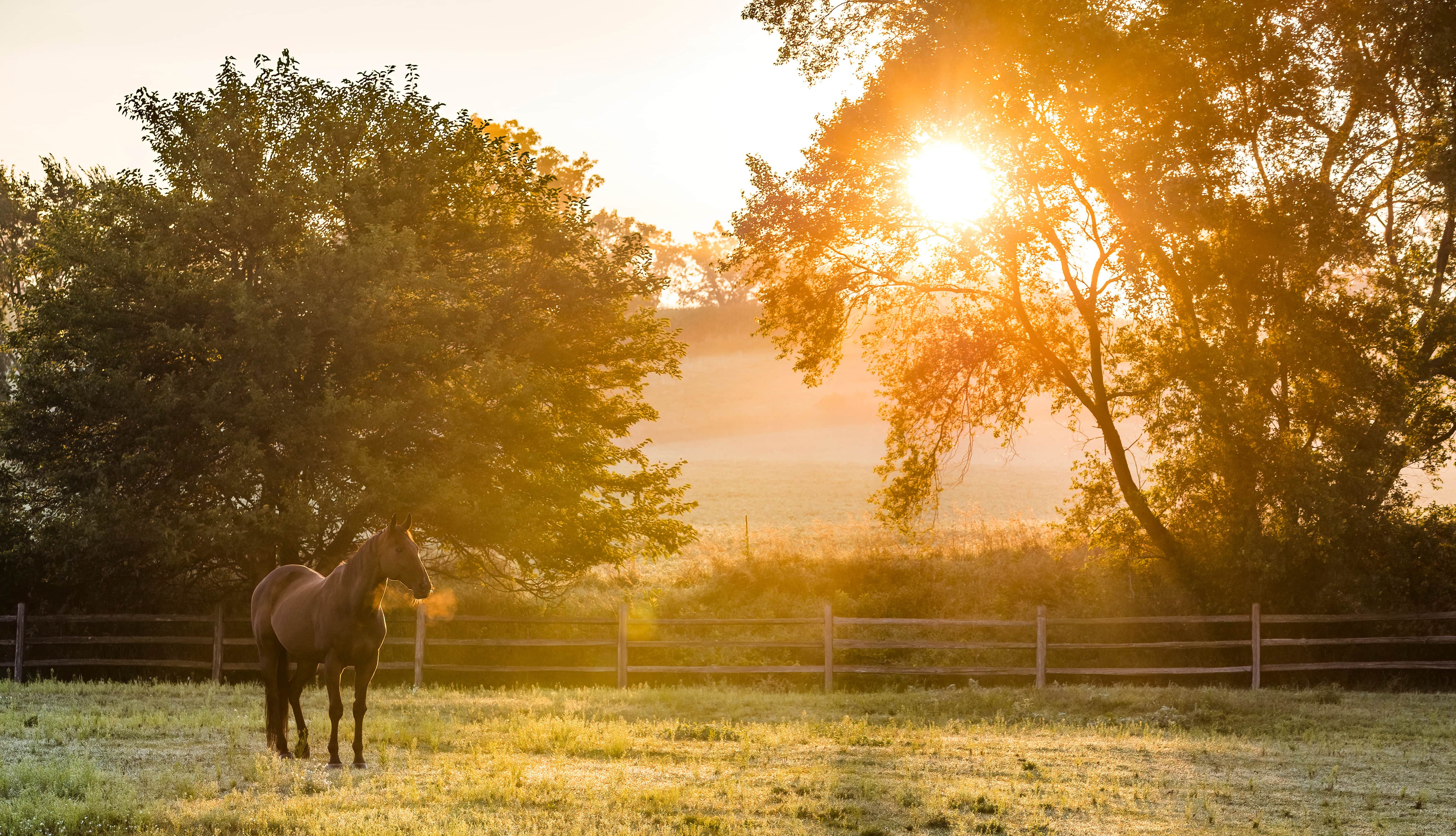 Pferd im Spätsommer auf der herbstlichen Heide