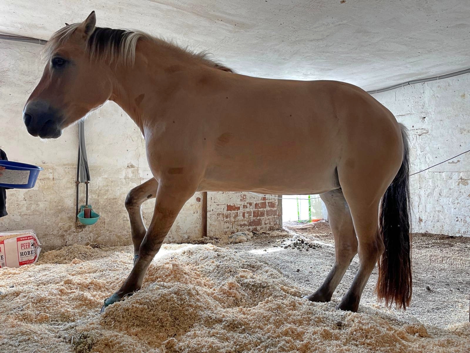 Pferd auf der Weide – Hufrehe erkennen und handeln