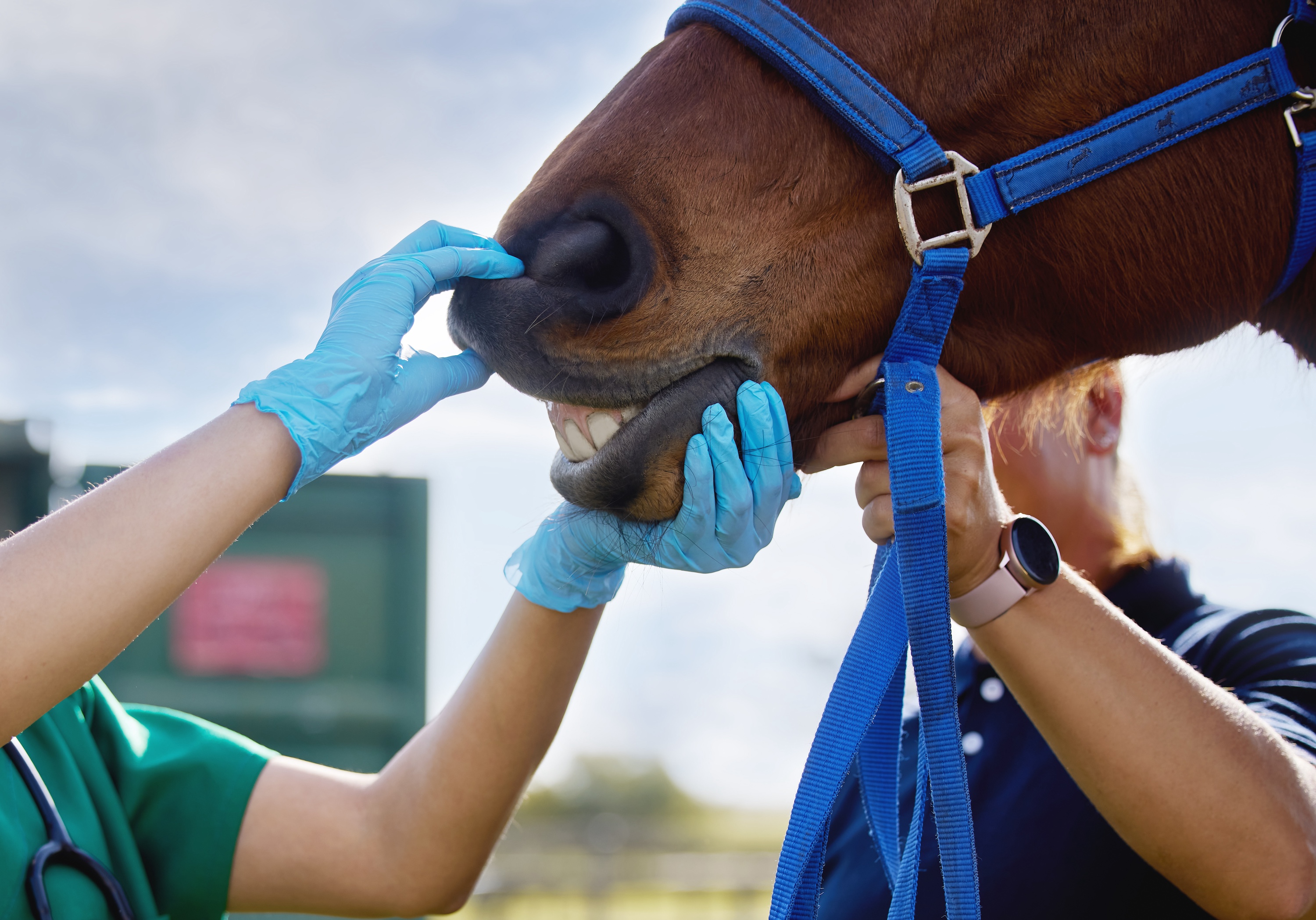 Tierarzt mit blauen Handschuhen schaut einem braunen Pferd ins Maul