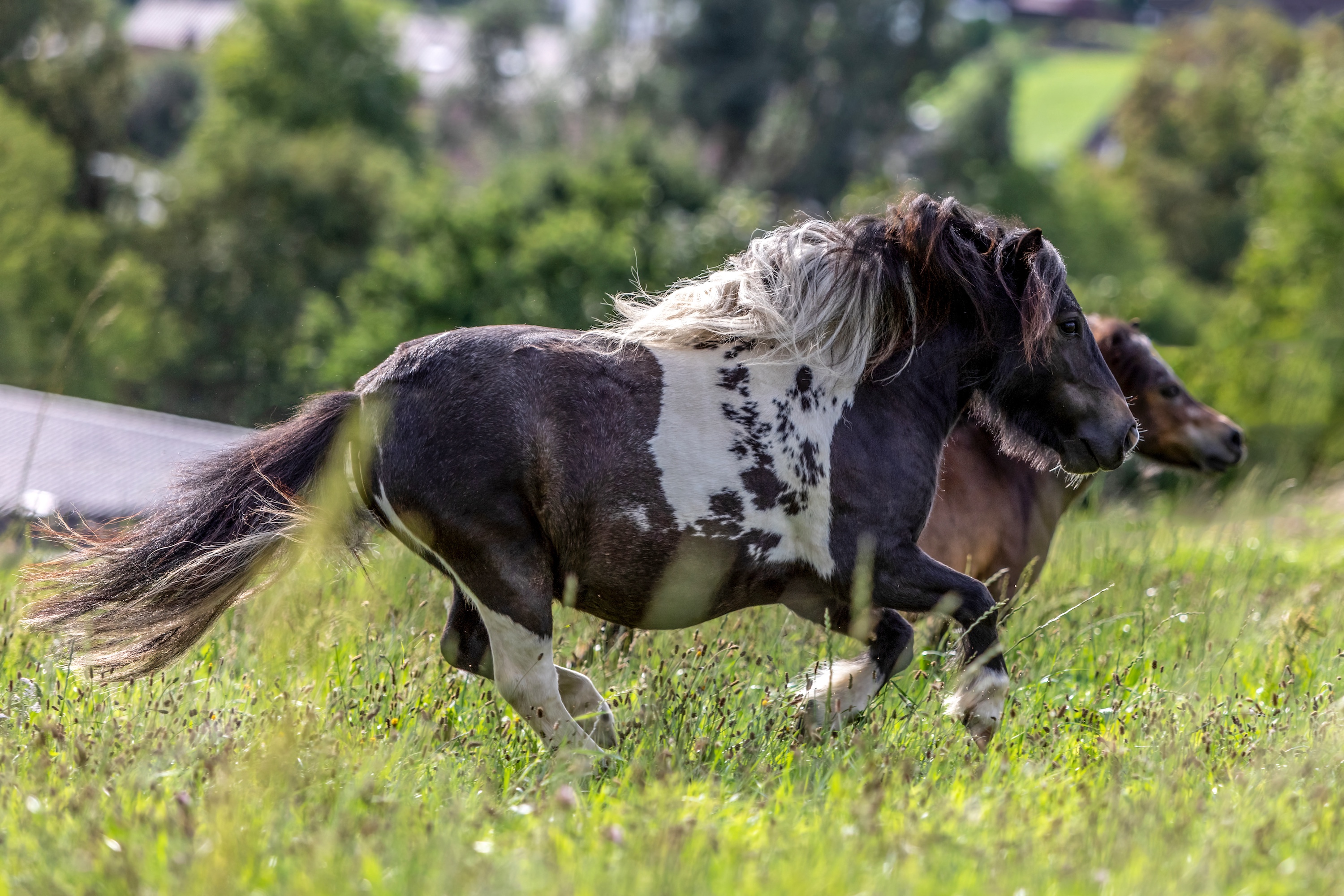 zwei übergewichtige Ponys galoppieren über eine Weide