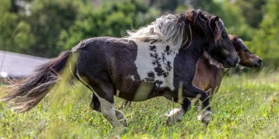 EMS, MIM, Hufrehe: Kohlenhydrate im Futter verstehen