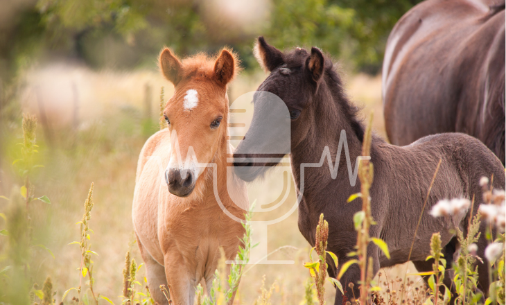 Zwei Islandpferde-Fohlen stehen auf einer Sommerweide
