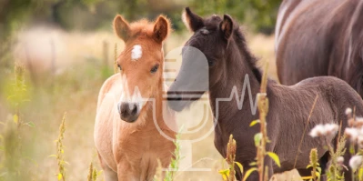 #16 From Dream Foal to Riding Horse – Responsibility Instead of Romance