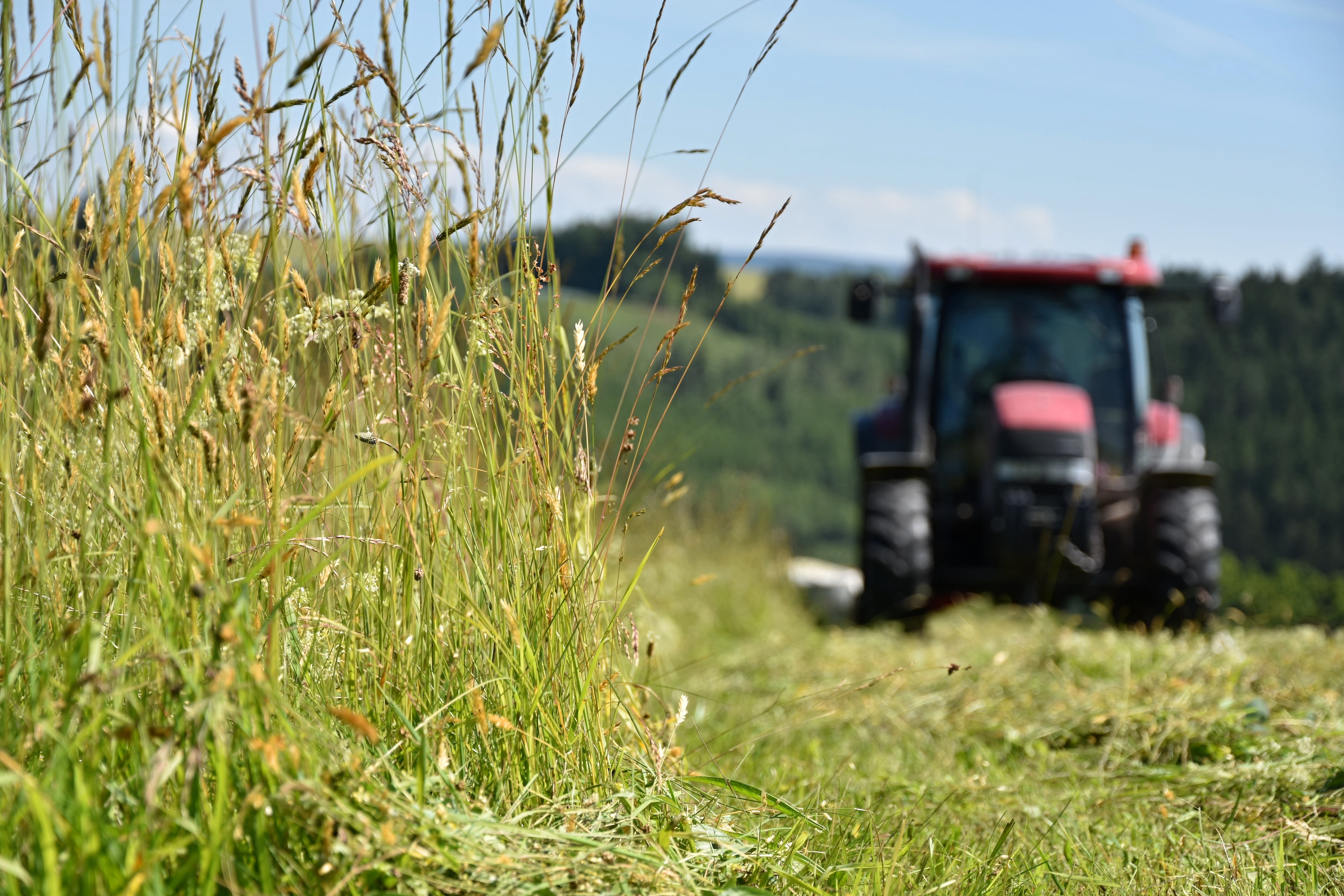 roter Traktor mäht Weide, Fokus auf das Gras