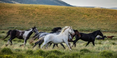 The Equine Gut Microbiome: Why Bacterial Diversity in the Digestive Tract Influences Respiratory Health, the Immune System, and Performance