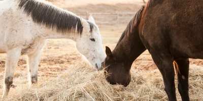 Is Your Horse's Hay Really Too Low in Protein? It Depends on What You're Asking