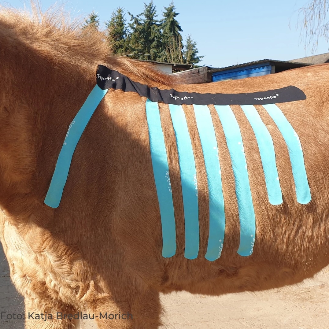 Kinesiologisches Taping beim Pferd