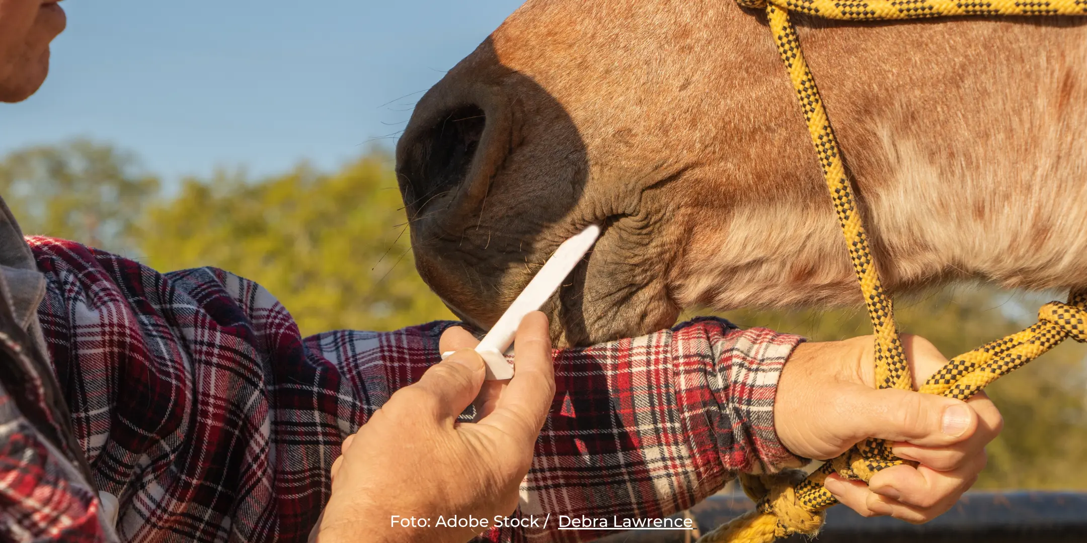 Medikamente beim Pferd verstehen