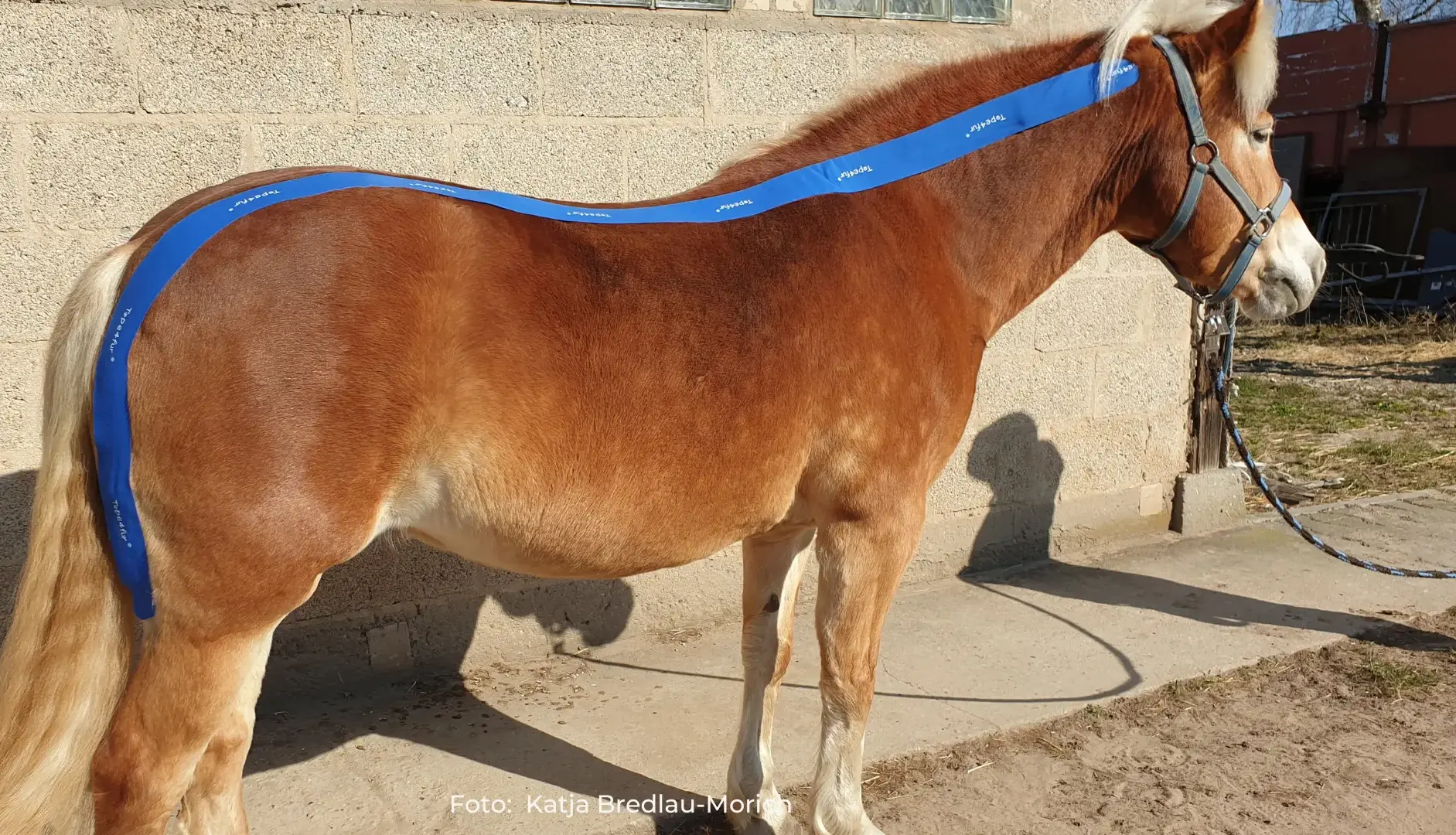 Kinesiologisches Taping beim Pferd