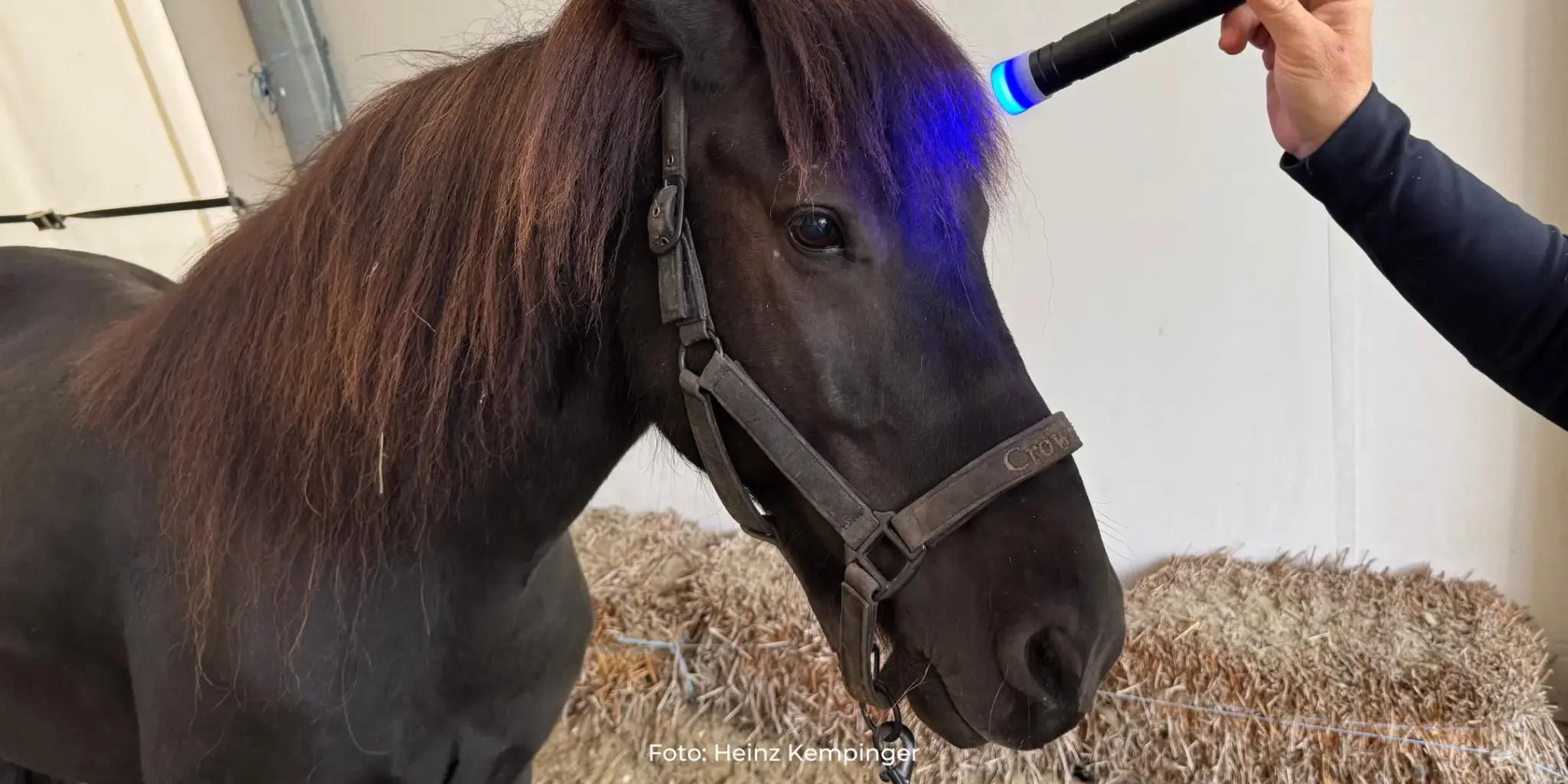 Farblichttherapie beim Pferd