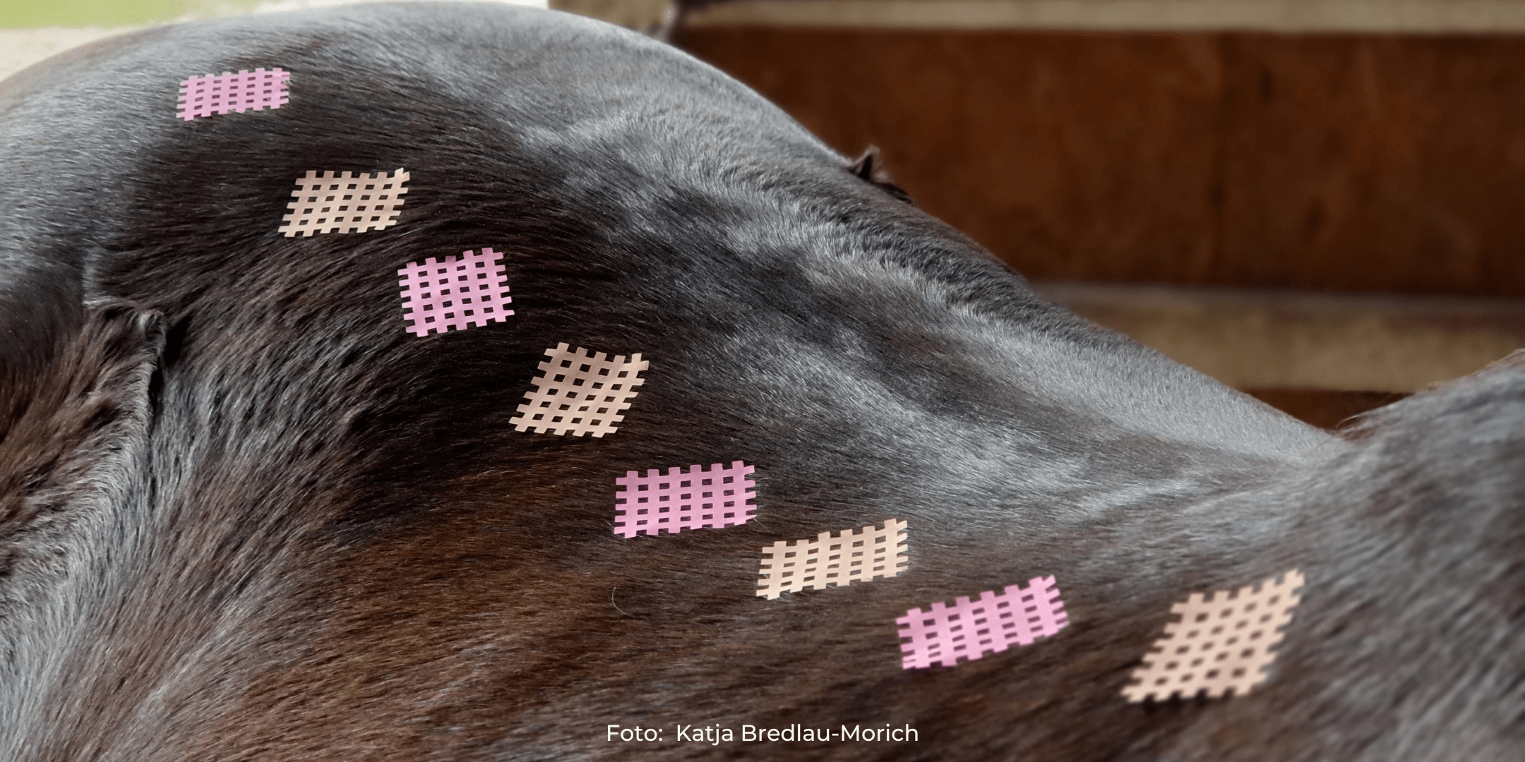 Gittertapes beim Pferd