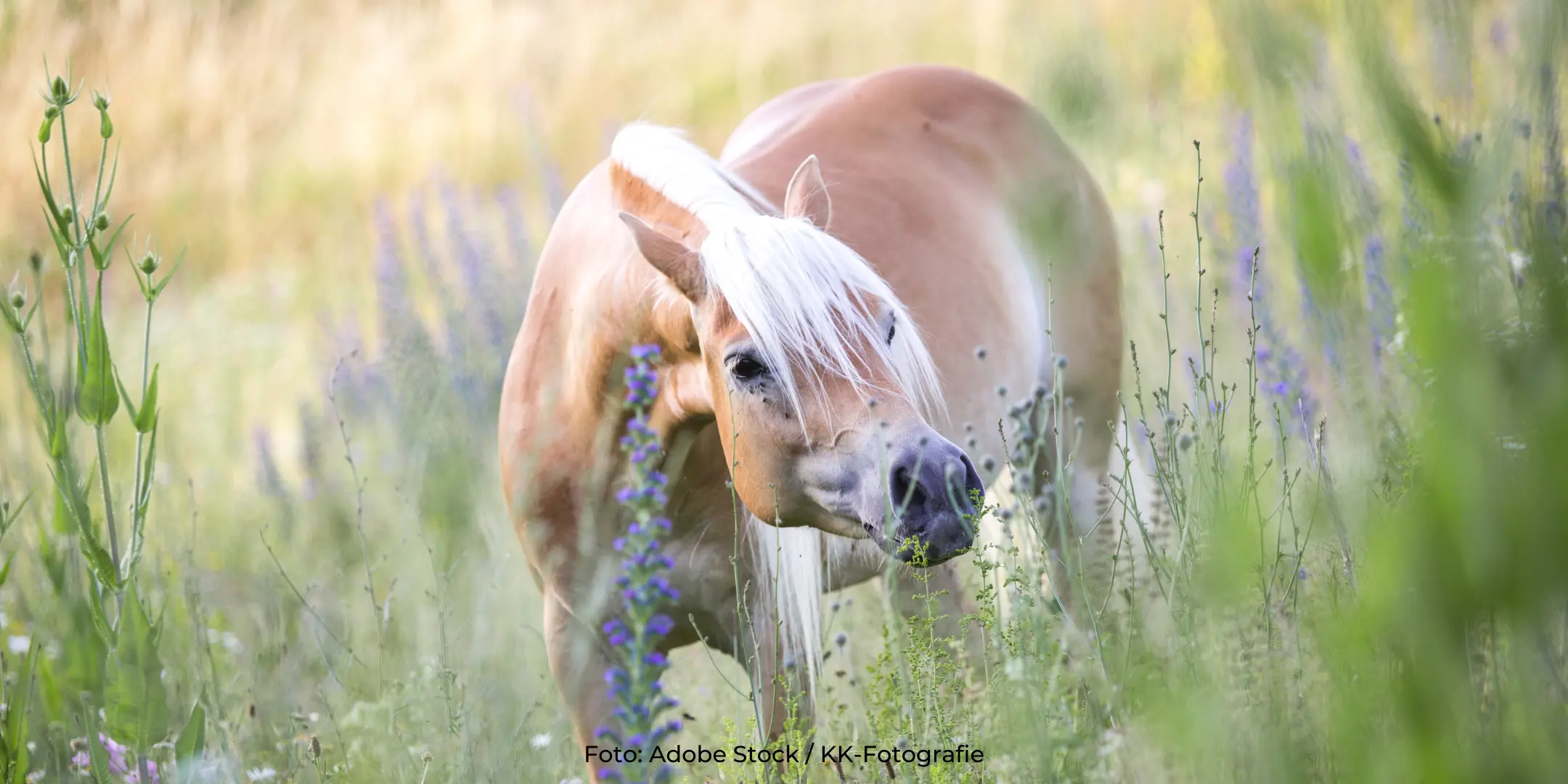 Forum Pferdegesundheit