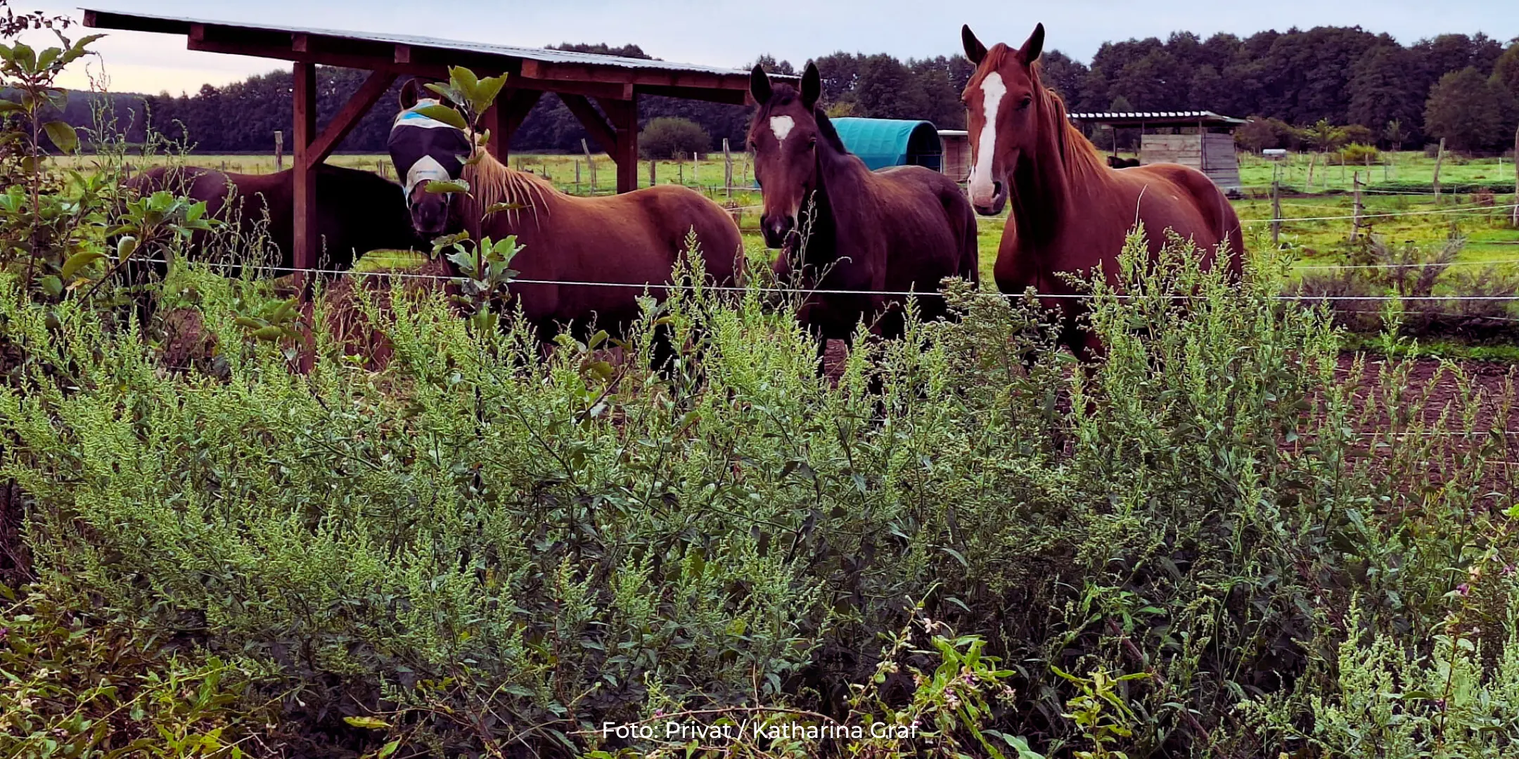 Permakultur im Offenstall (Teil 1)