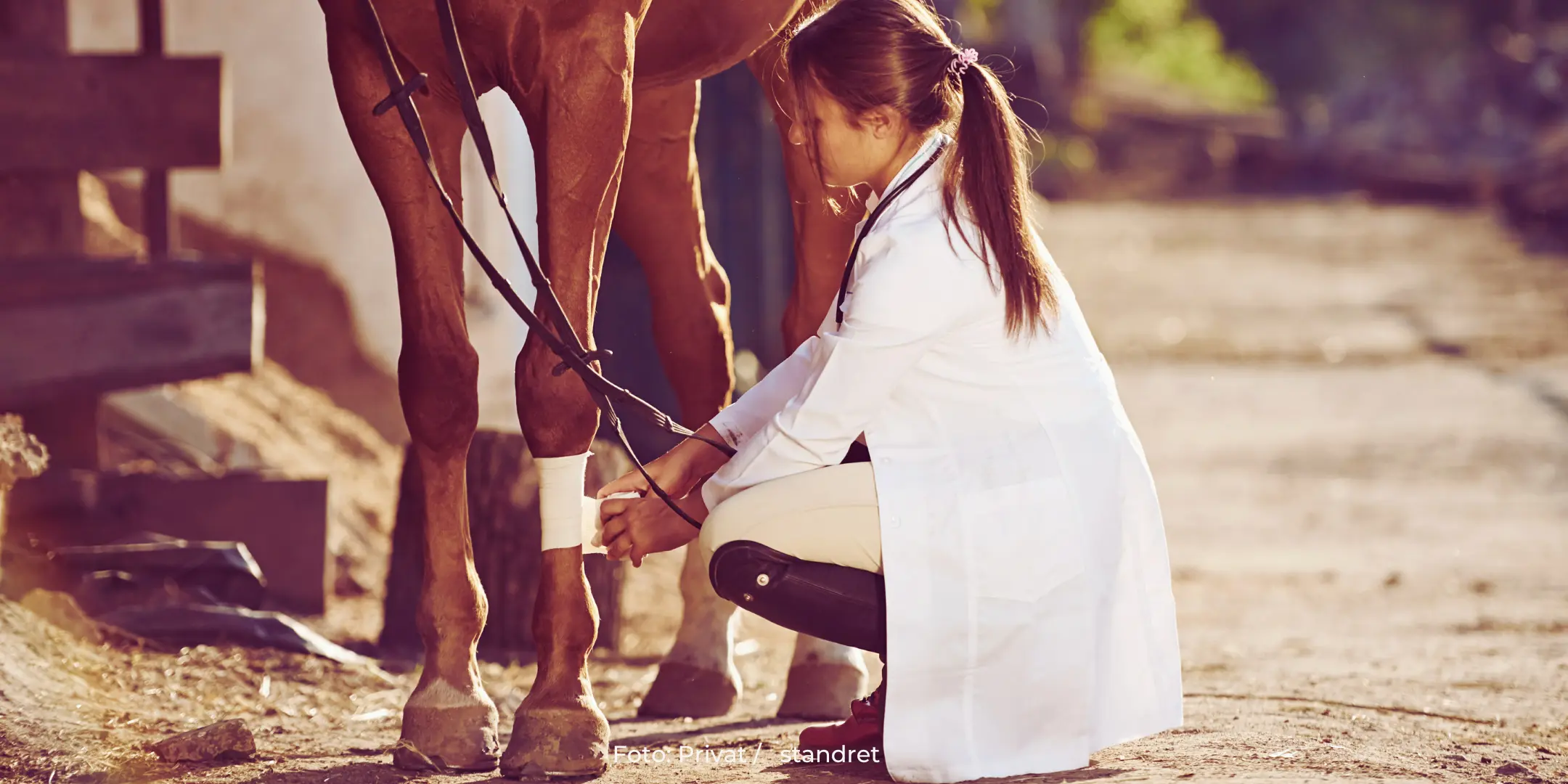 Moderne Wundversorgung beim Pferd 