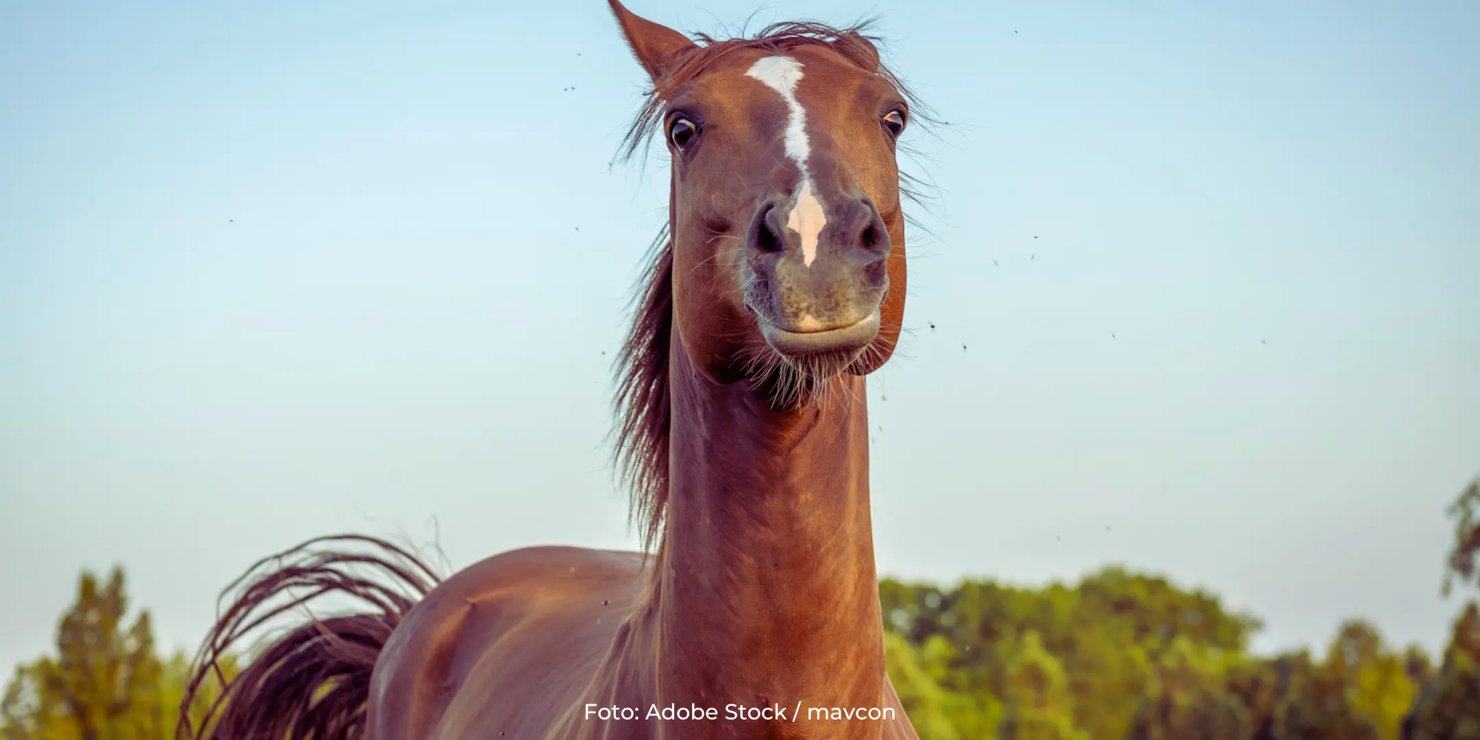 Stress-Typen beim Pferd