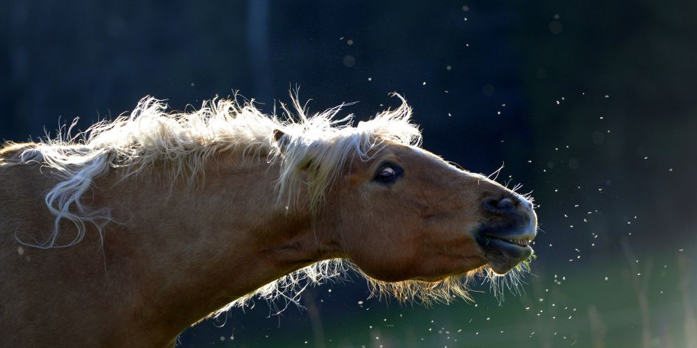 Allergien bei Pferden – Symptome, Ursachen und Behandlung