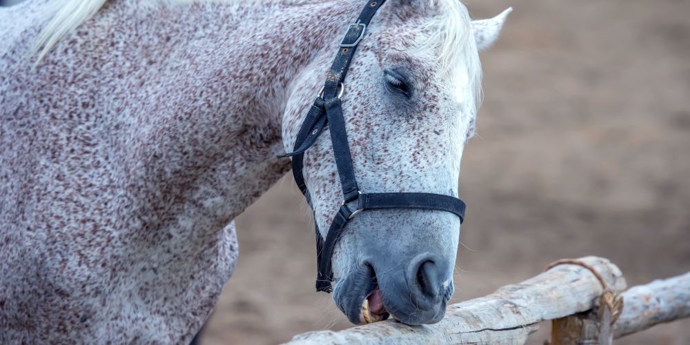 Ursachen und Folgen von Verhaltensstörungen bei Pferden
