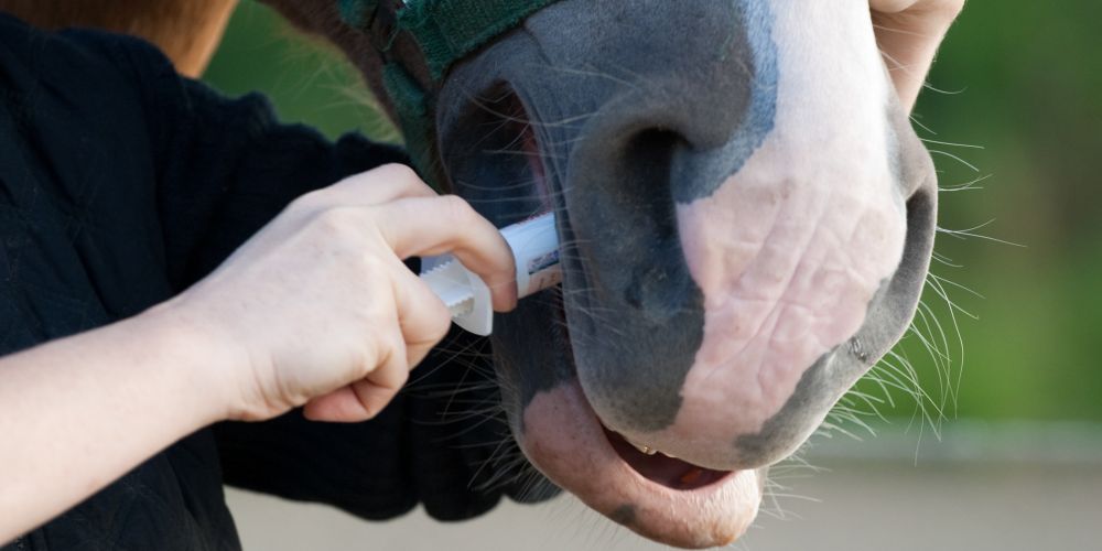 Wurmbefall bei Pferden: Arten, Risiken und Kontrolle