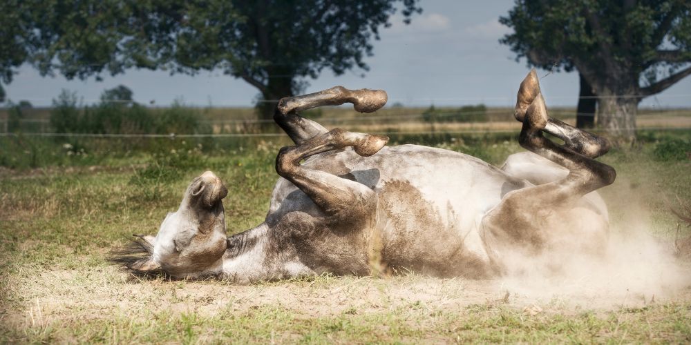 Kolik beim Pferd: Ursachen, Prävention und Sofortmaßnahmen