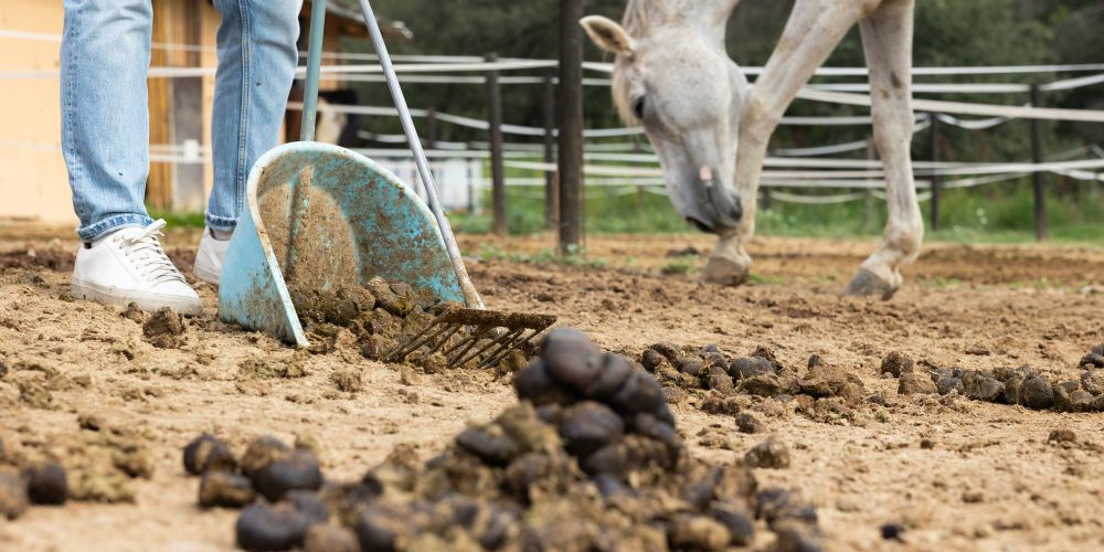 Verdauungstrakt beim Pferd: Gesunder Darm – starkes Immunsystem