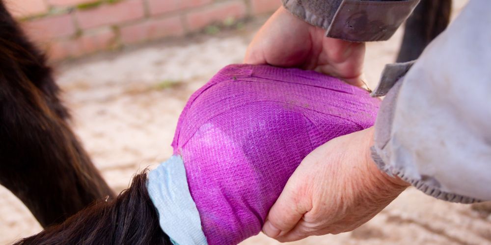 Wenn der Huf schmerzt: Hufabszess, Strahlfäule & Co