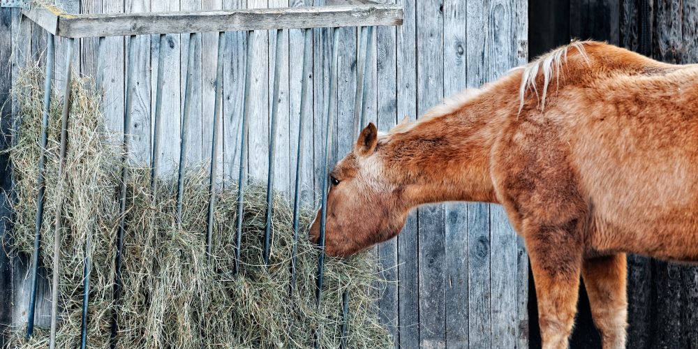 Fit und zufrieden im Alter: So bleiben Pferde-Senioren gesund