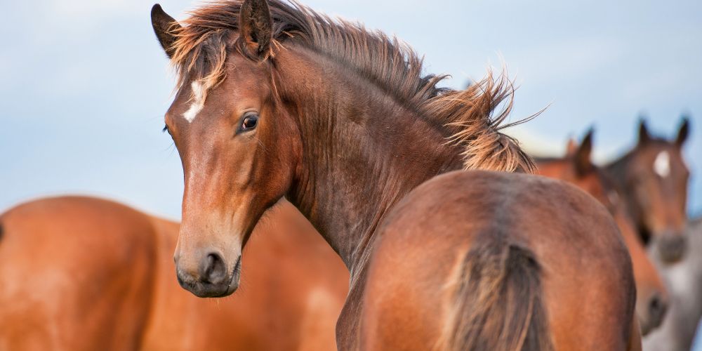 Fütterung, Pflege und Aufzucht für gesunde Fohlen & Jungpferde