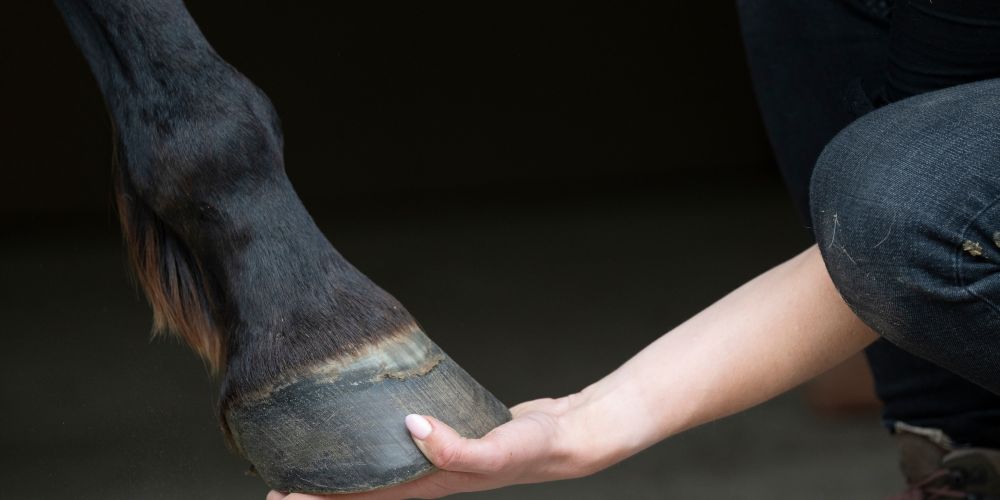 Ohne Hufe kein Pferd: Pflege, Ernährung und Haltung im Zusammenspiel