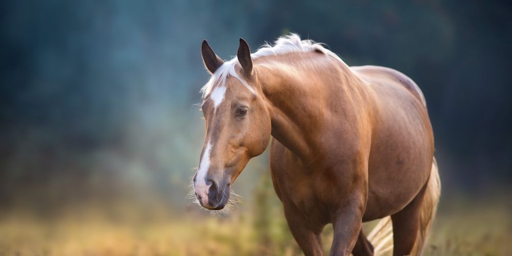 Immunsystem beim Pferd: Darm, Mikrobiom und Abwehrkräfte