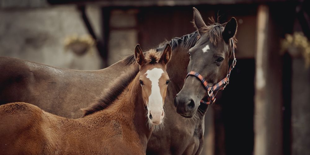 Erfolgreiche Pferdezucht: Gesundheit, Leistung und Exterieur fördern