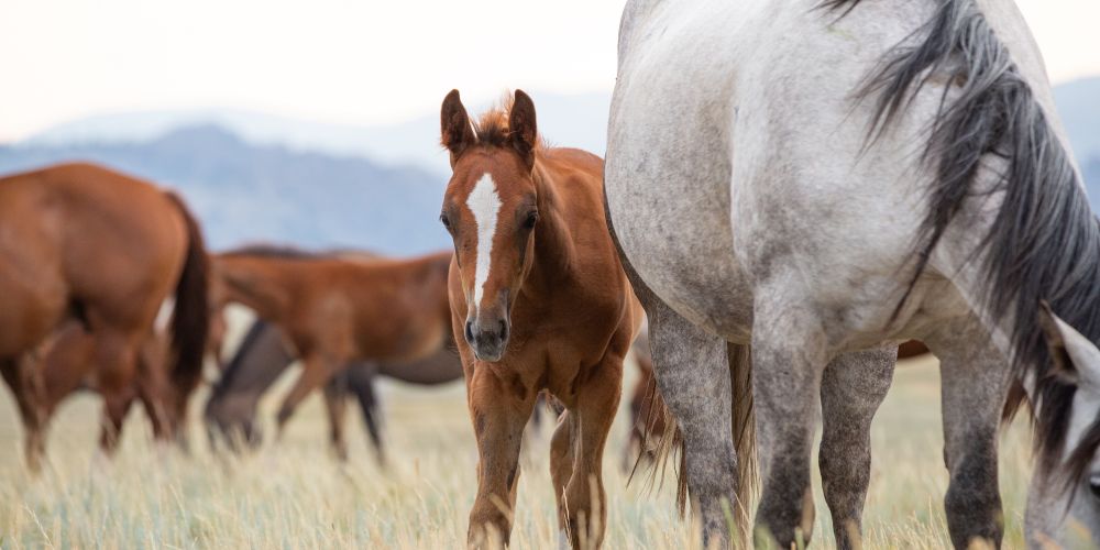 Zyklus der Stute: Die Rosse verstehen