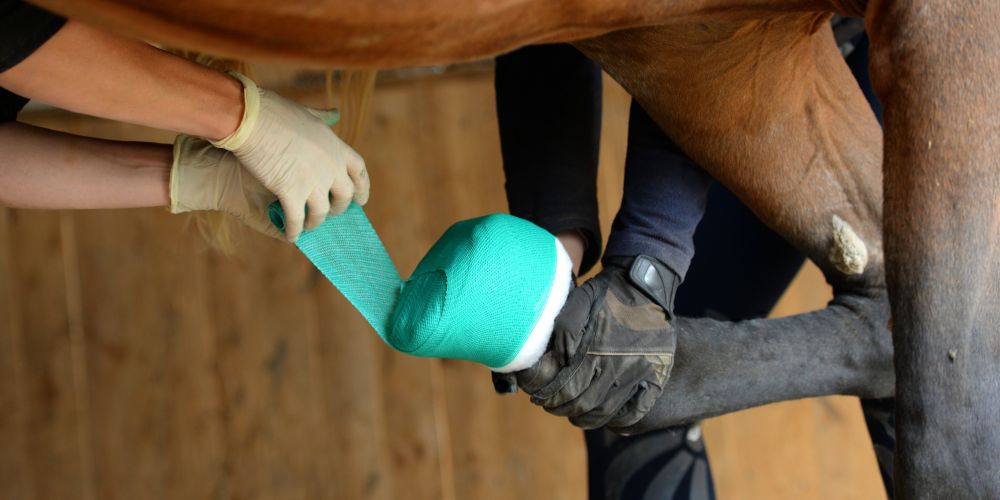 Verletzungen beim Pferd – Versorgung & Tipps