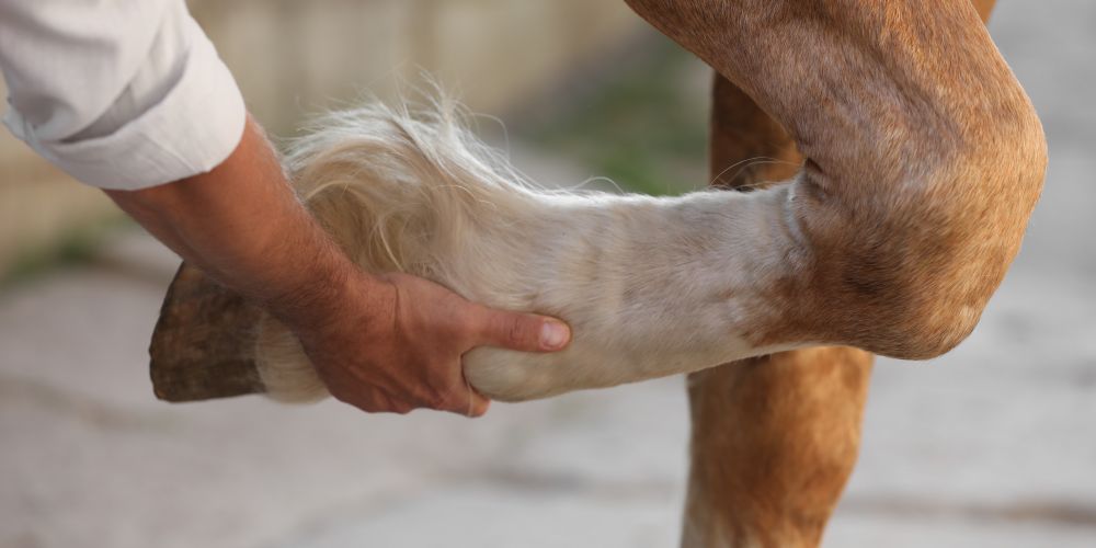 Arthrose beim Pferd – Ursachen, Prävention & Behandlung