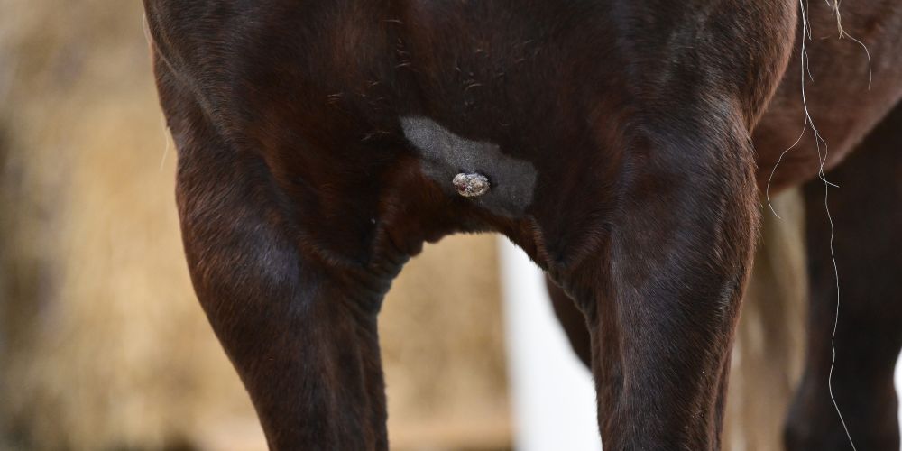 Sarkoide, Warzen und Melanome – Hautveränderungen beim Pferd