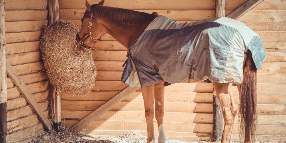 Infektionskrankheiten beim Pferd: von West-Nil-Virus bis Equines Herpesvirus