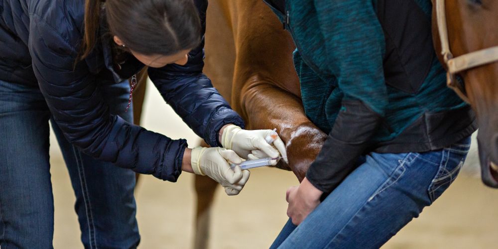 Diagnostik beim Pferd – Ursachen erkennen, Gesundheit sichern