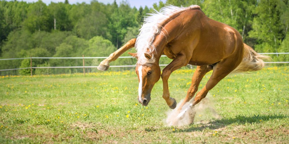 Bewegungsapparat beim Pferd – Gesundheit, Mobilität & Pflege